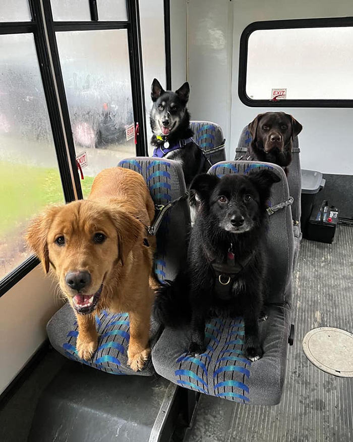 doggy daycare bus