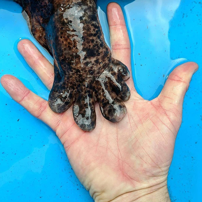 chinese salamander hands