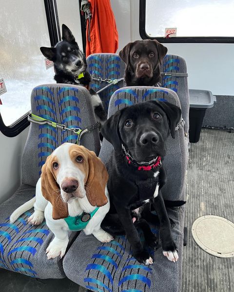 doggy daycare bus