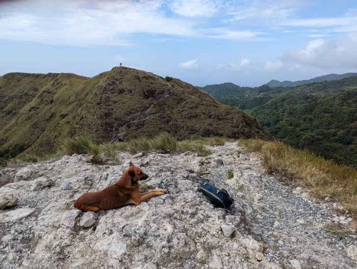 hiking partner stray dog