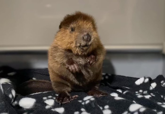 baby beavers