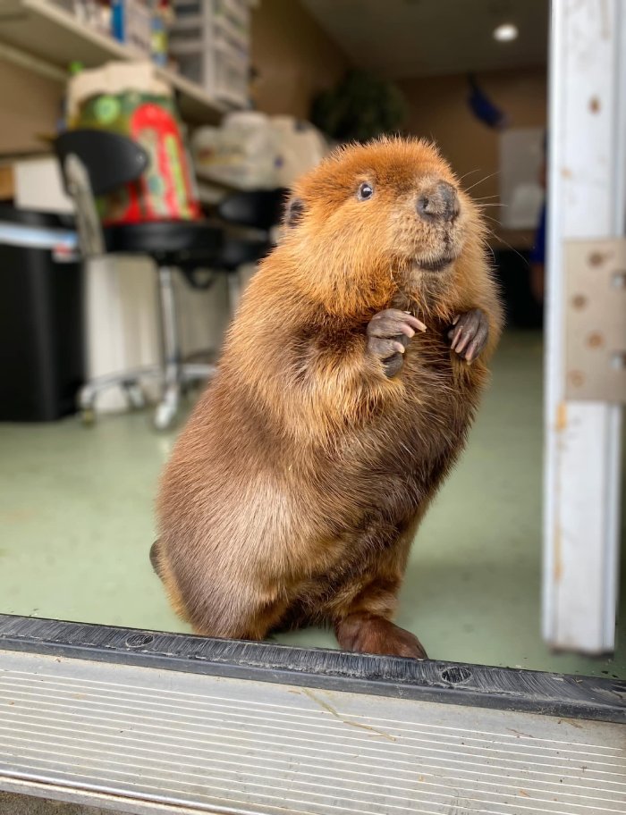 baby beavers