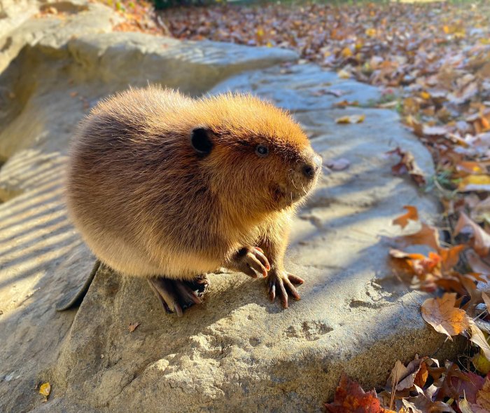 baby beavers