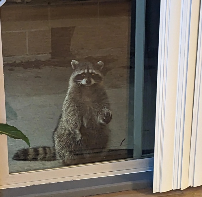sad raccoon at door