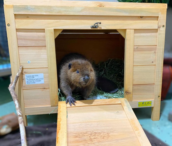 baby beavers