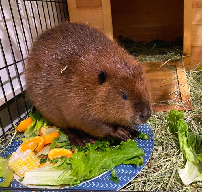 baby beavers