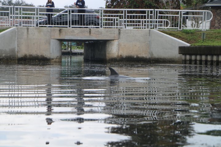 human chain save dolphin