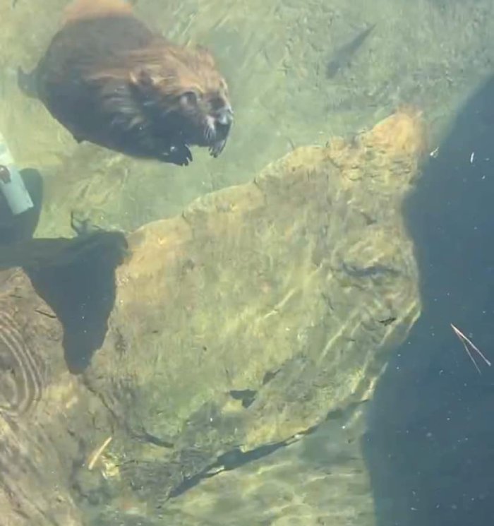 baby beavers