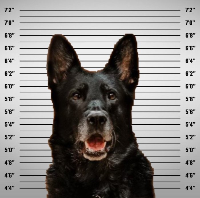 dog cop