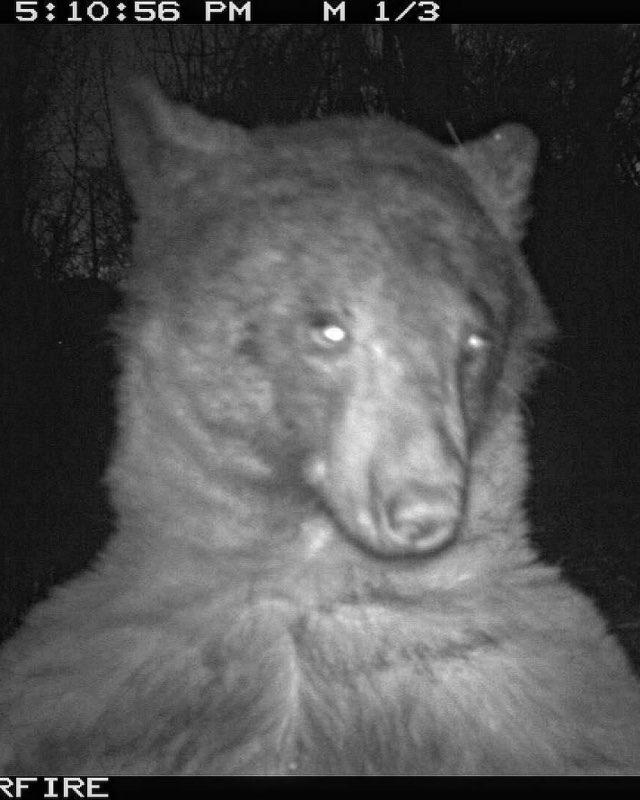 bear selfies