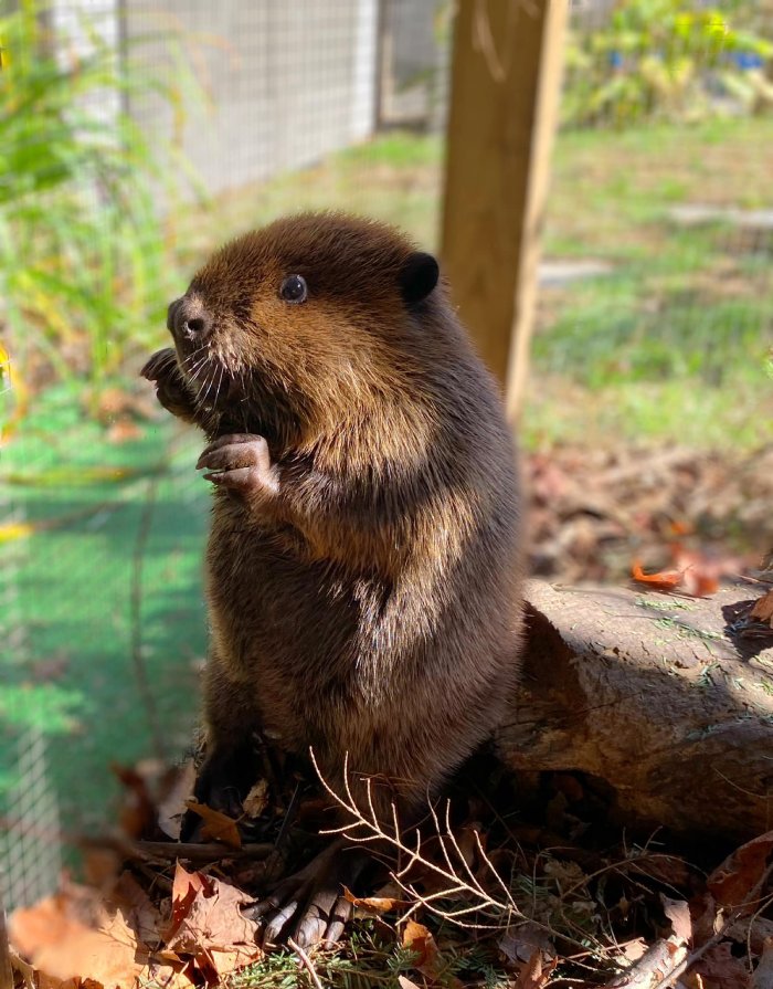 baby beavers