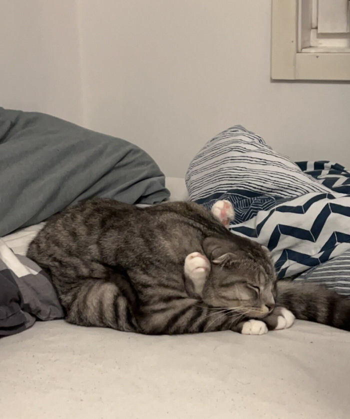 The way this cat sleeps The way this cat sleeps