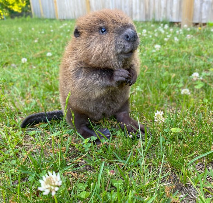 baby beavers