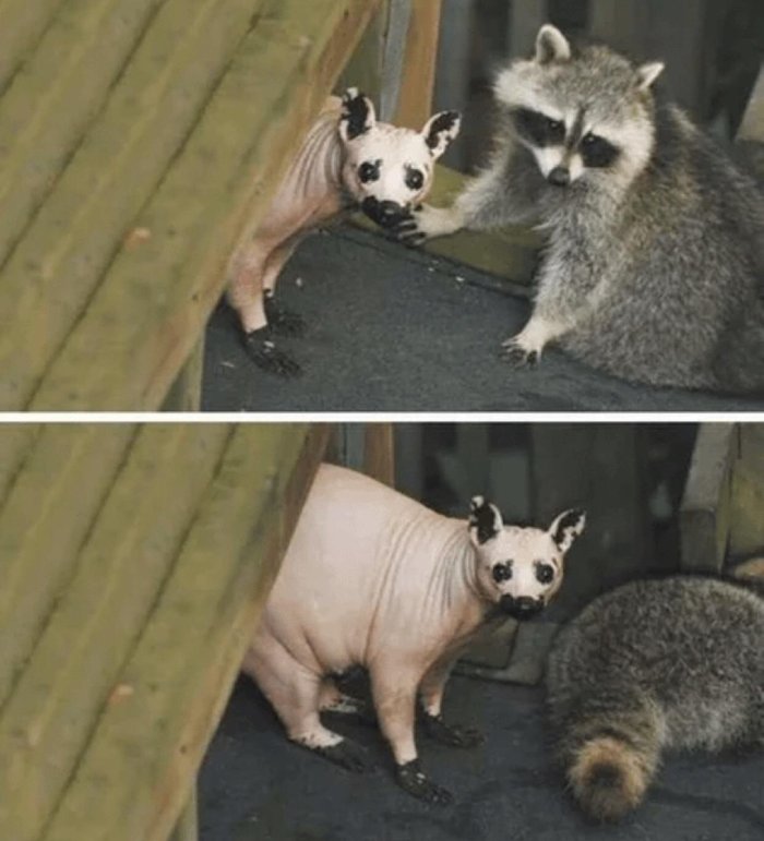 naked raccoon