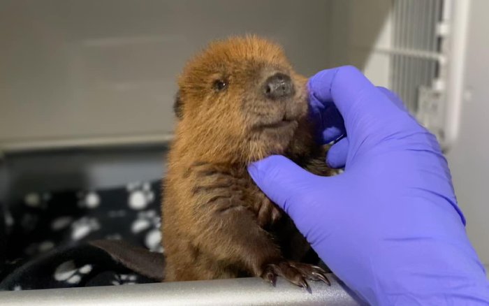 baby beavers