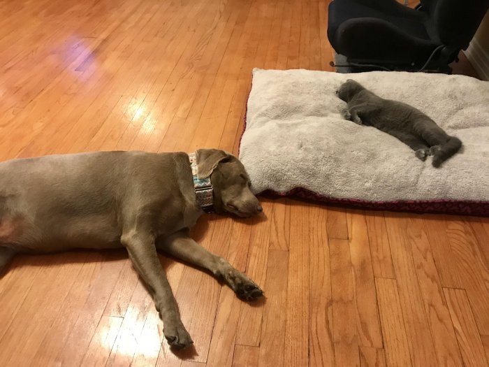 cat and dog bed funny