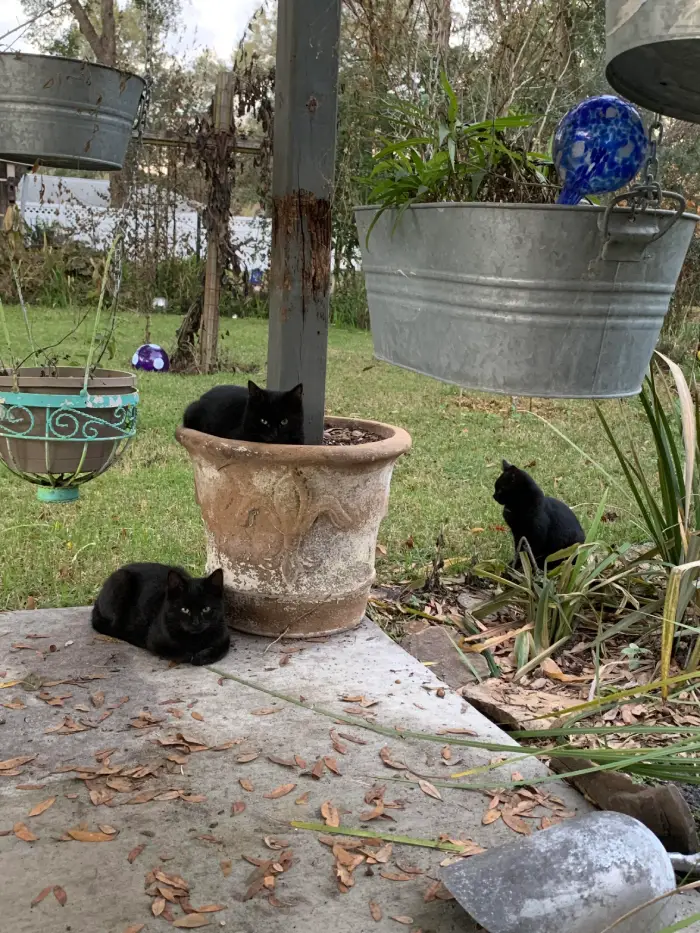 family of black cats