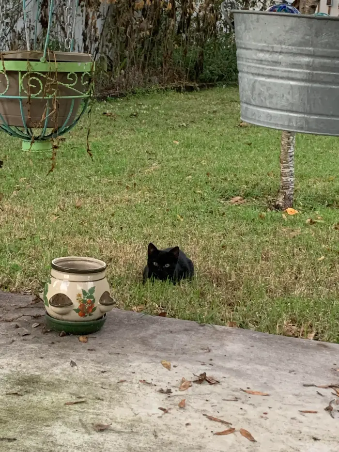 family of black cats