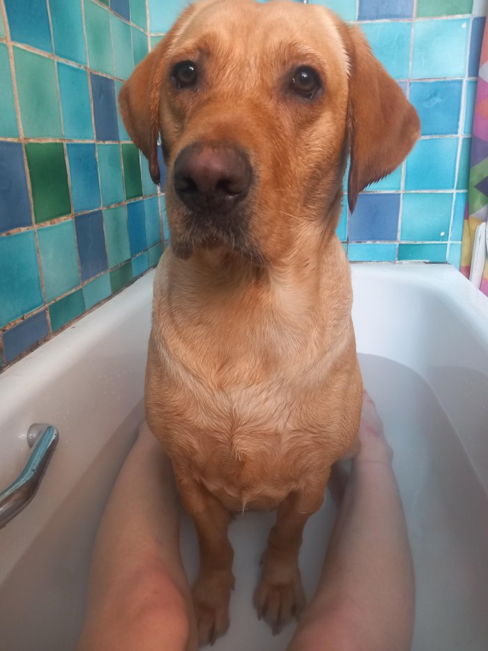 dog in tub