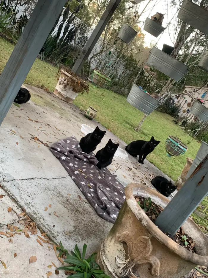 family of black cats