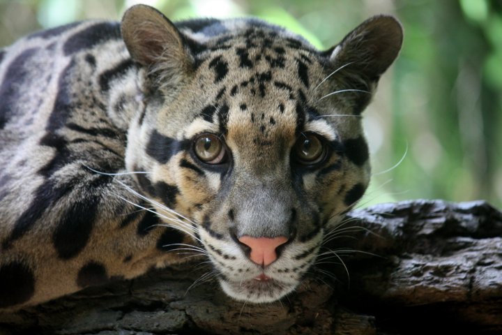 clouded leopard missing dallas zoo