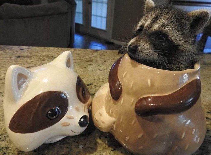 raccoon in body armor
