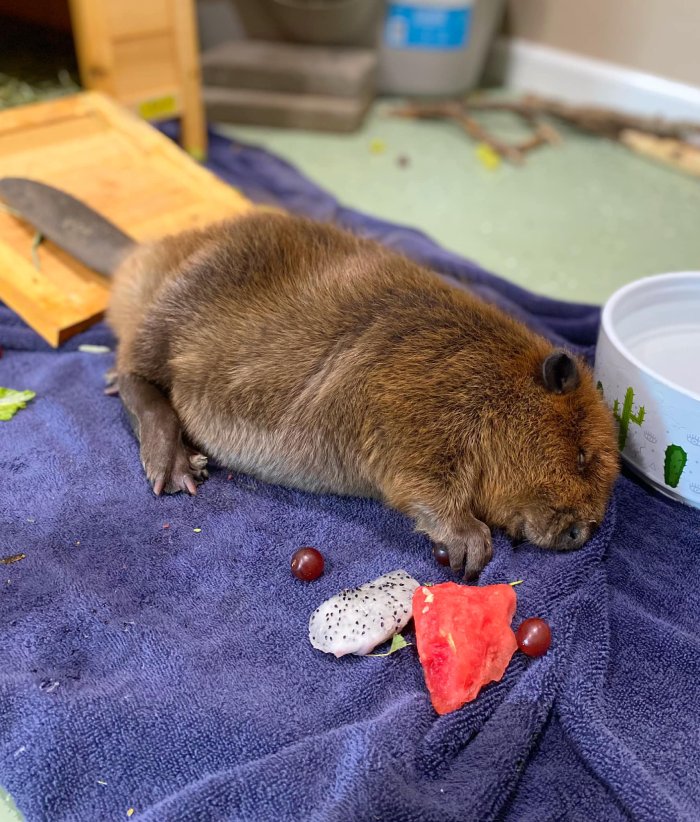 baby beavers