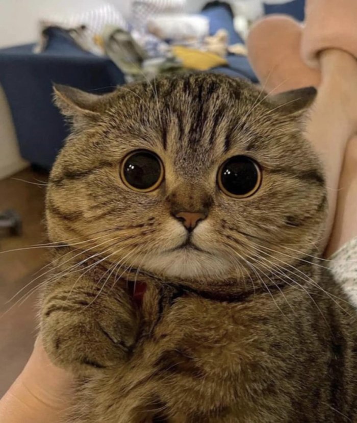 cat bug eyes