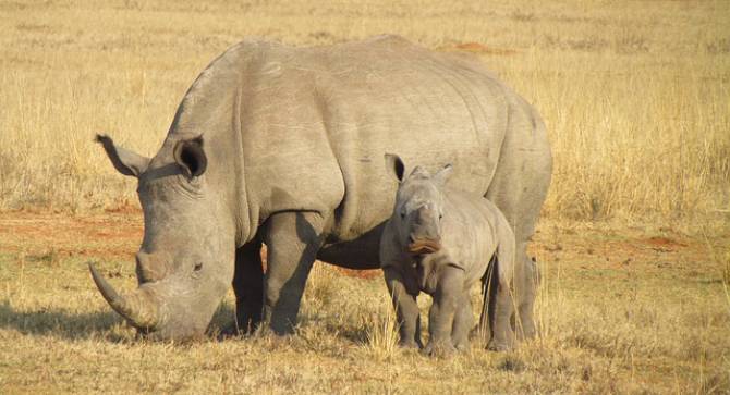 no rhino poaches in 2022