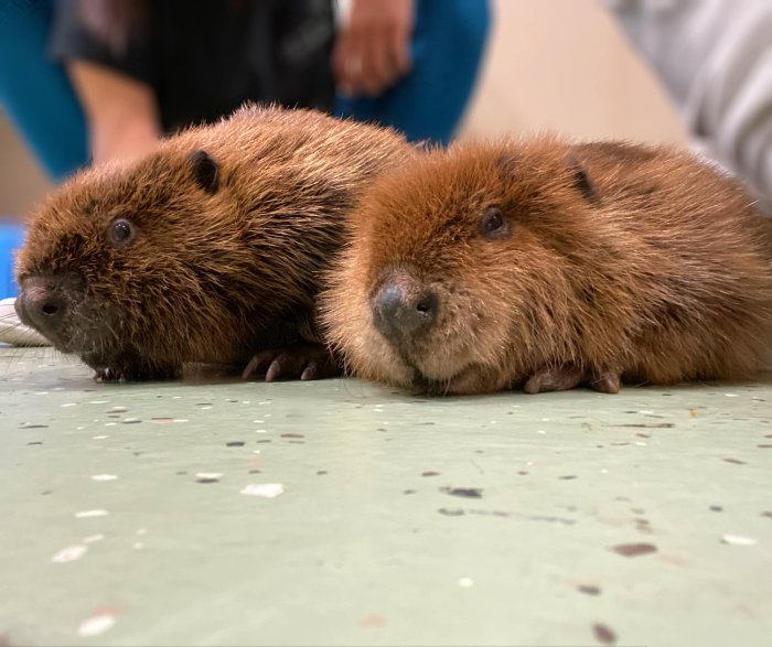 baby beavers