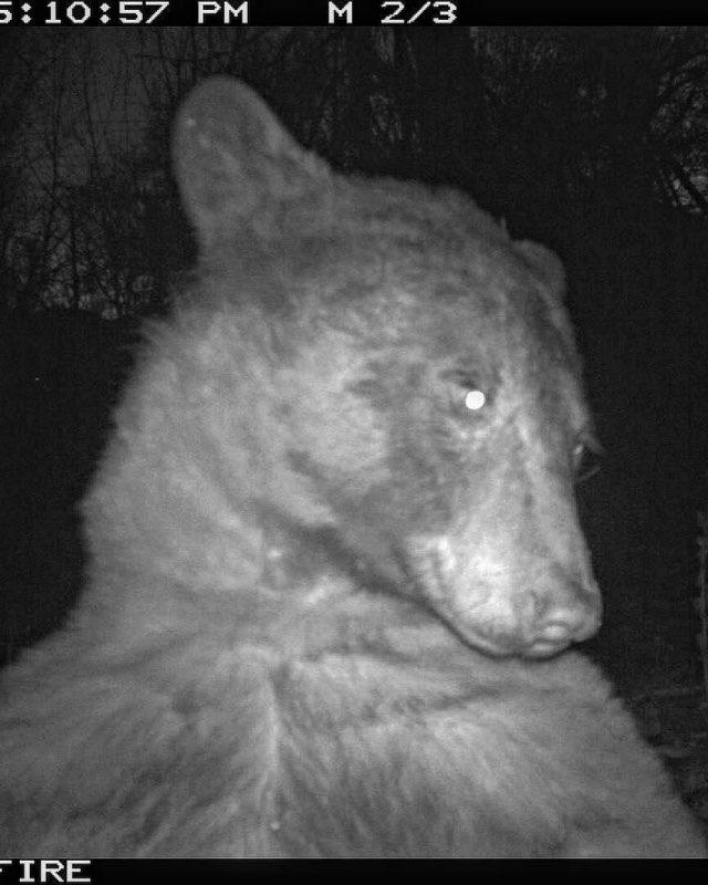 bear selfies