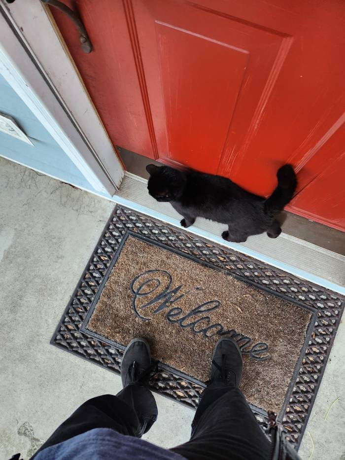 It's a new day, he is getting bolder in his attempts to be my cat