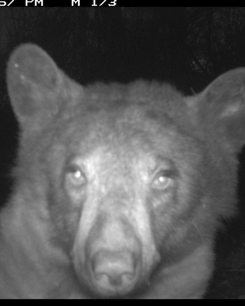 bear selfies