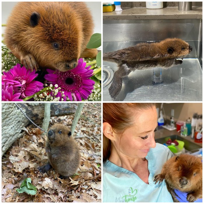 baby beavers