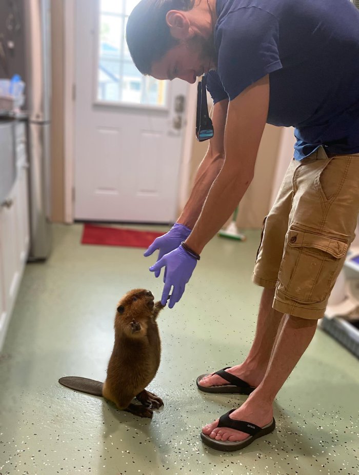 baby beavers