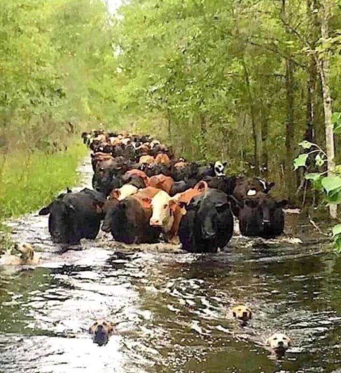 farm dogs lead cows in river