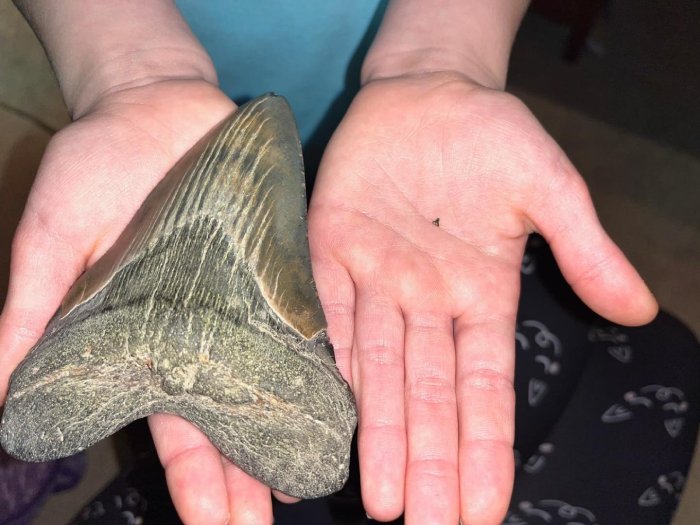 girl finds megalodon tooth maryland