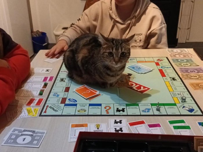 cat on monopoly board