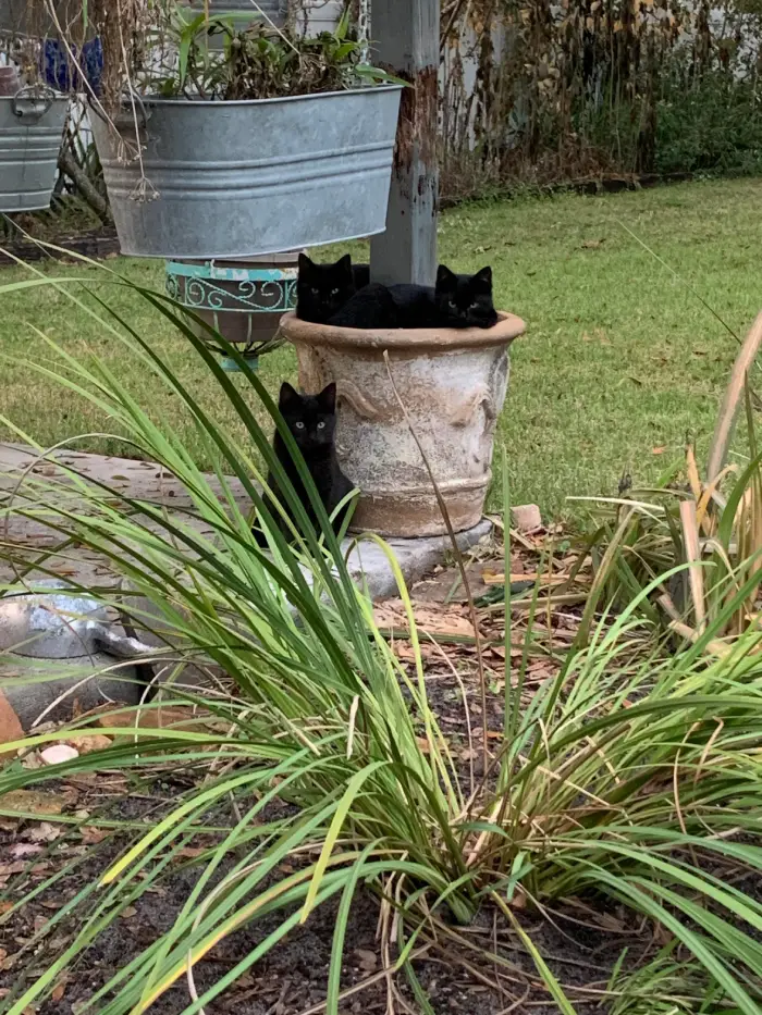 family of black cats