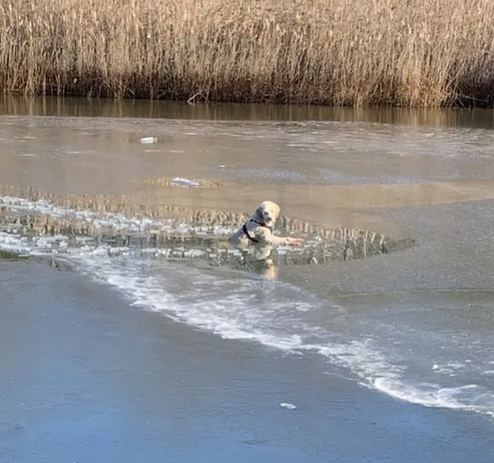 saving dog icy pond