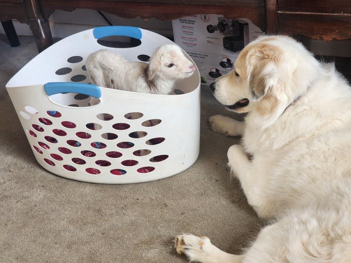 dog sheep picture