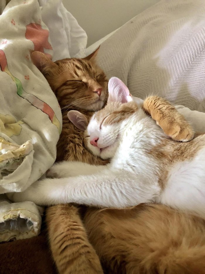 cat cuddles and nap