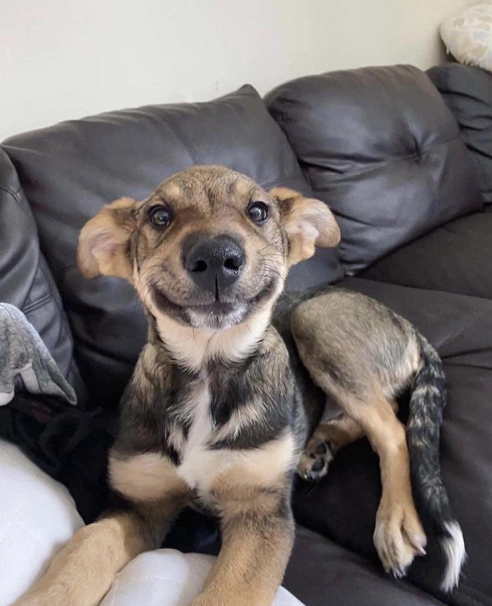 funny dog face