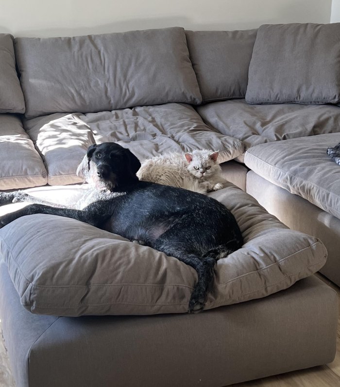 I thought I bought an ottoman. Apparently, I bought a pet bed