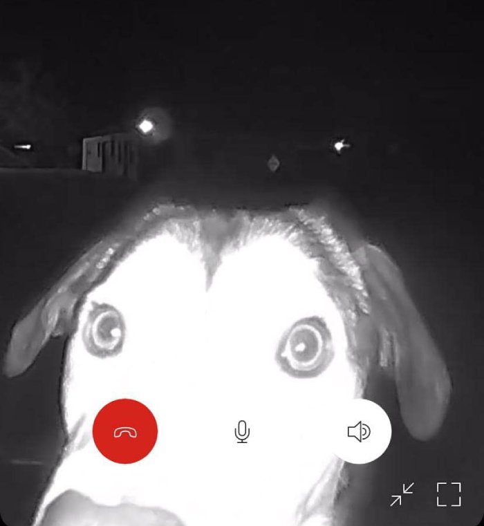 lost dog rings doorbell