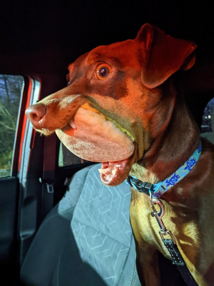 dog holds english muffin in mouth