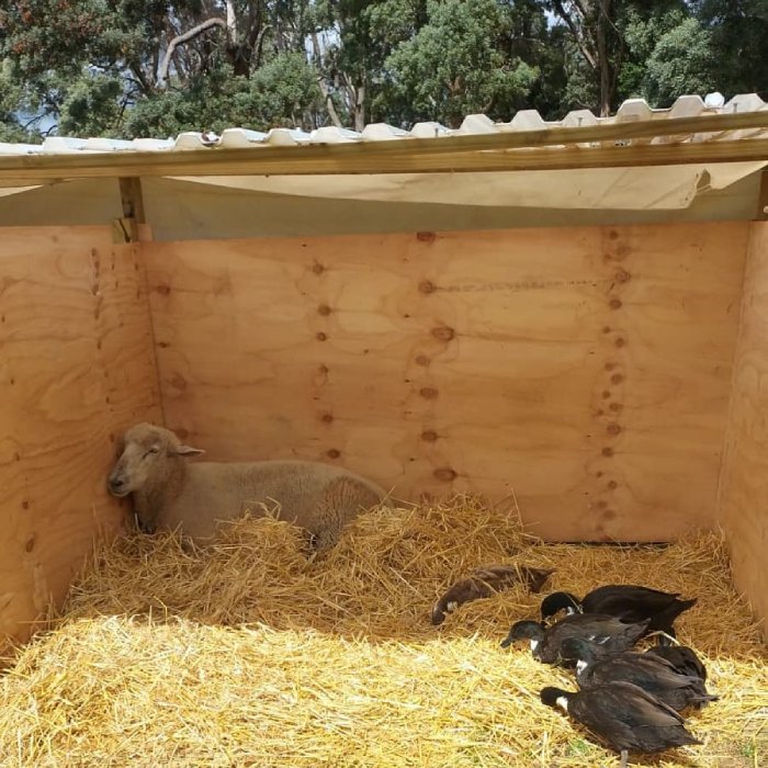 sheep sleeps with ducks