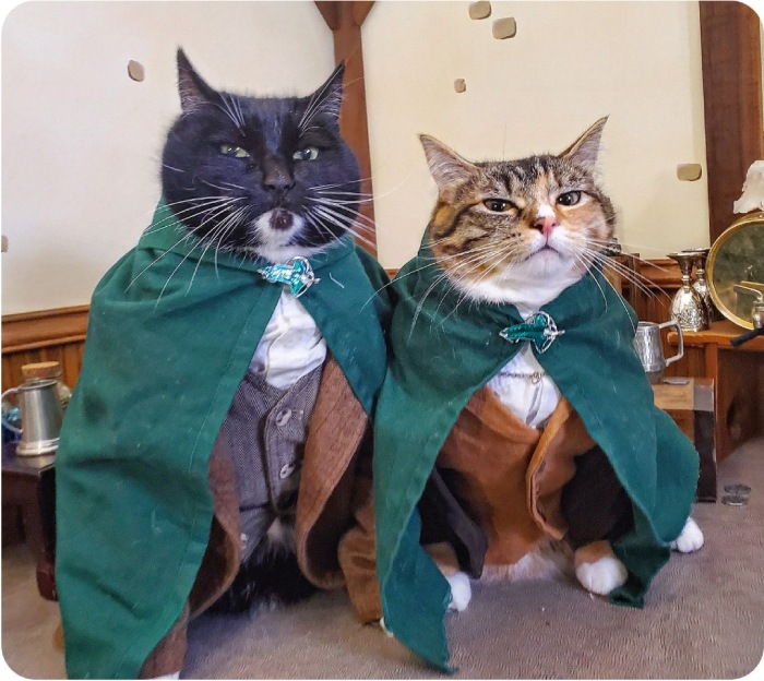 cat costumes