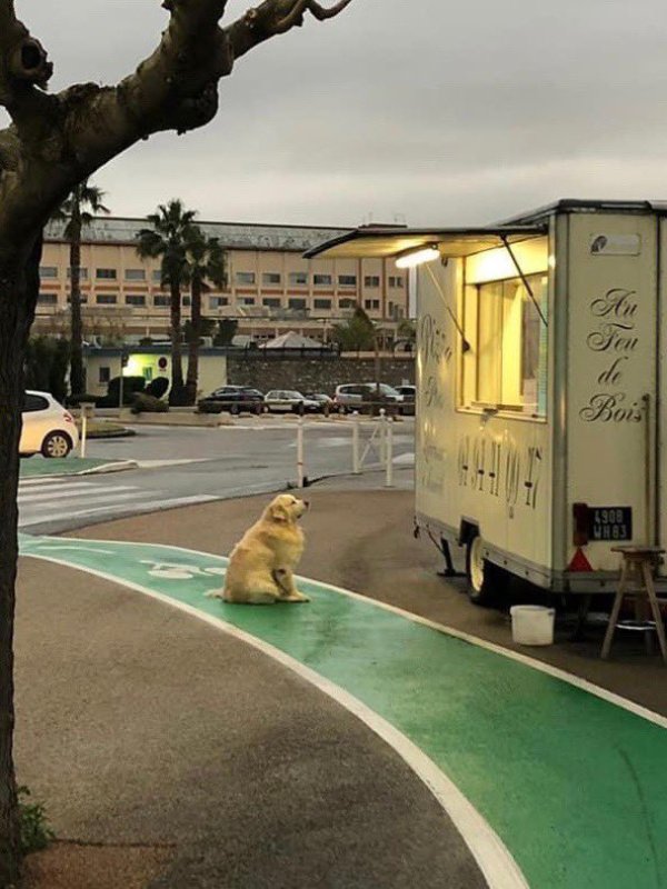 dog ordering food