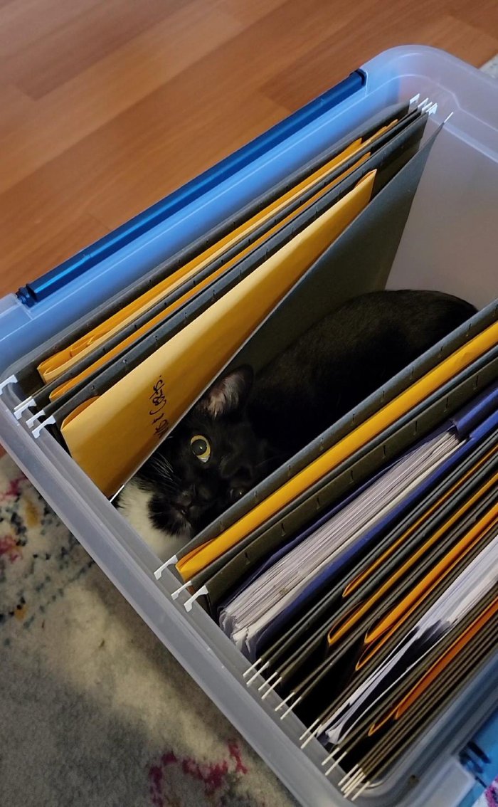 cat filing cabinet